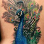 tatuagem de pavão